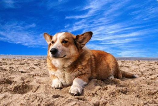 Plages&#x20;pour&#x20;Chiens&#x20;&#x3A;&#x20;Baignade&#x20;Autoris&#x00E9;e&#x20;dans&#x20;le&#x20;Var