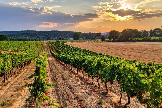 Sentier des Vignes : Randonnée Viticole à Saint-Cyr