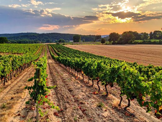 Sentier&#x20;des&#x20;Vignes&#x20;&#x3A;&#x20;Randonn&#x00E9;e&#x20;Viticole&#x20;&#x00E0;&#x20;Saint-Cyr
