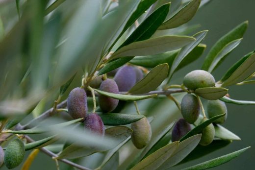 Agriculture Varoise : Terroir et Produits du Sud