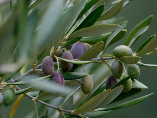 Agriculture&#x20;Varoise&#x20;&#x3A;&#x20;Terroir&#x20;et&#x20;Produits&#x20;du&#x20;Sud
