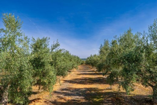 Oliviers dans le Var
