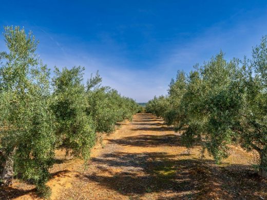 Provence&#x20;Authentique&#x20;&#x3A;&#x20;Mer,&#x20;Collines&#x20;et&#x20;Traditions